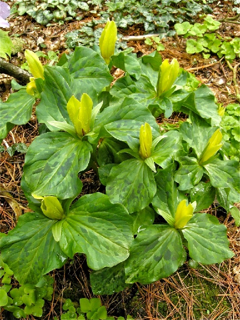 Trillium luteum